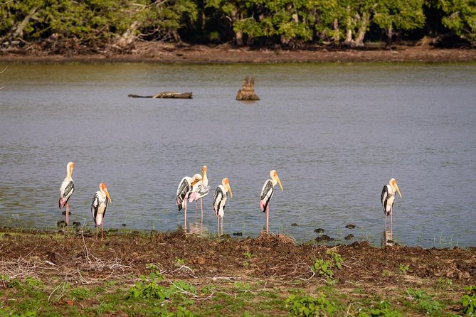 Private Jeep Safari Tour at Wilpattu National Park From Sigiriya or Dambulla