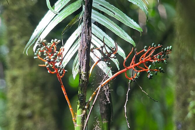 Private Manuel Antonio National Park - Services Included