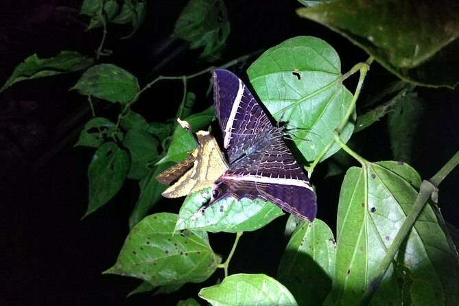 Private Night Observation Hike - Participant Restrictions and Pricing