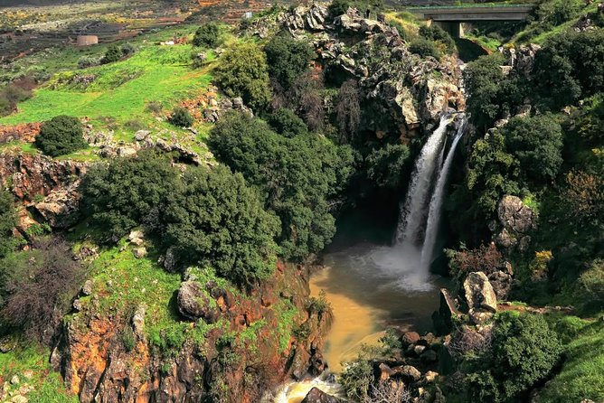Private Olive Oil and Wine Tasting From Golan and Galilee