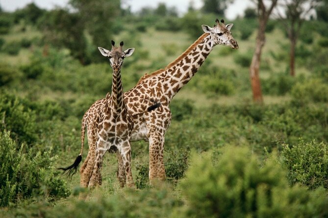 Private Pilanesberg Closed Drive Safari
