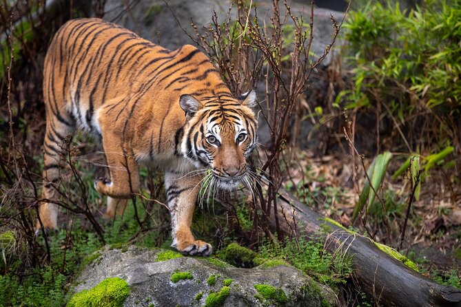 Private Ranthambore Wildlife Safari Tour From Delhi - Wildlife Encounters