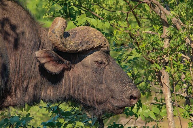 Private Safari Game Drive With Gin Tonic Special Occasion Drive - Included Amenities