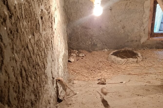 Private Safari Tour To Africano Park Alexandria From Cairo - Tour Details