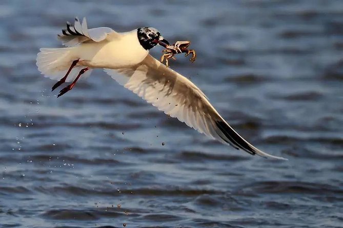Private Seasonal Day Tour to Beidaihe From Beijing With Birding Experience - Tour Overview