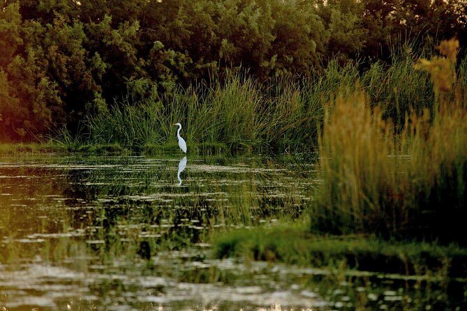 Private Shaumari Wildlife Experience and Overnight at Azraq Wetland Reserve. - Pickup and Drop-off Details