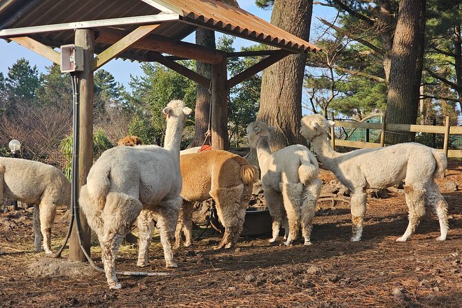 Private Sightseeing Tour to Jeju Island With Transfer Included - Tour Highlights