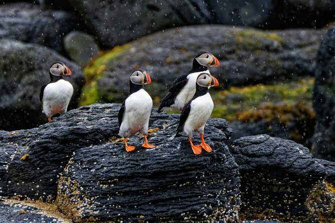 Private South Coast and Black Sand Beach Tour by Luxury Van - Tour Overview
