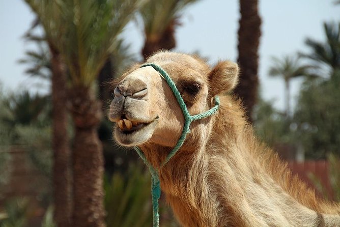 Private Sunset Camel Ride in the Palm Grove of Marrakech Palmeraie:Private Tour