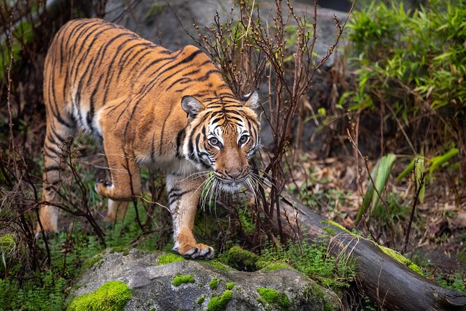 Private Taj Mahal & Ranthambore Wildlife Safari Tour From Delhi