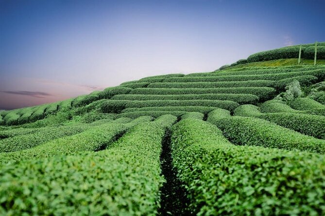 Private Tea Mountain and Bamboo Sea Day Tour - Itinerary Overview