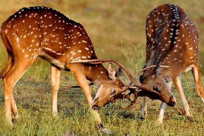 3 Best Safari Tours In Khajuraho