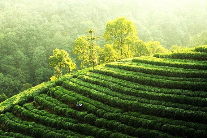 Private Tour Hangzhou West Lake and Tea Fields Discovery - Inclusions and Exclusions