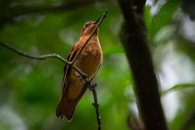 Private Tour, Hummingbird Paradise and Monserrate in Bogotá