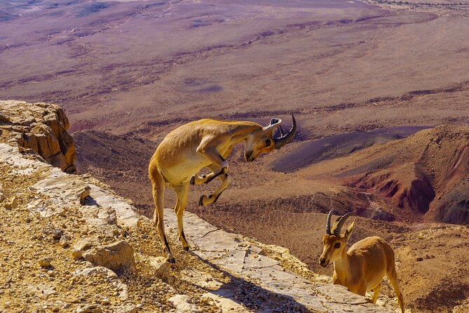 Private Tour in Ramon Crater From Mitzpe Ramon - Tour Highlights