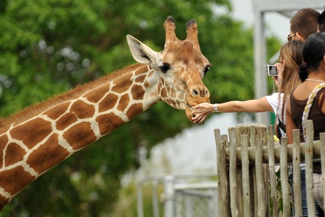 Private Tour Nairobi National Park & Giraffe Centre - Tour Details