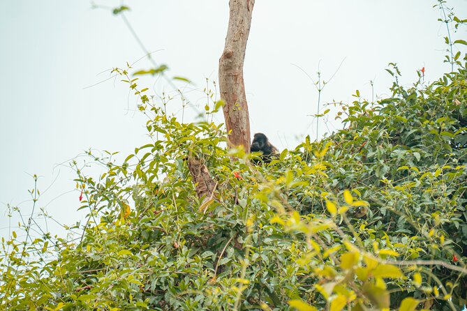 Private Tour of the Howling Monkey in Cerro Blanco Guayaquil - Meeting and Pickup Details
