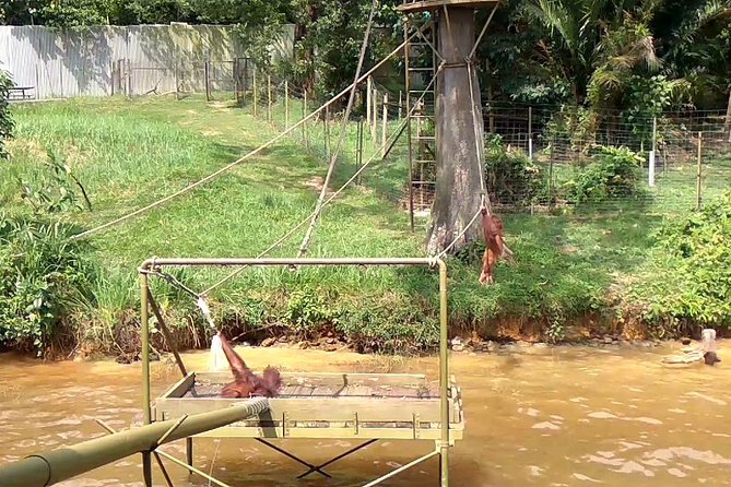 Private Tour : Orang Utan Island & Perak Cave Temple From KL - Tour Details