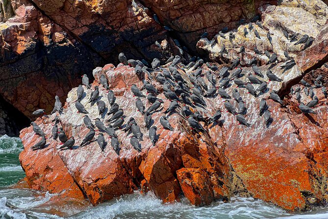 Private Tour to Ballestas Islands, Ica and Huacachina Including Sandboarding!