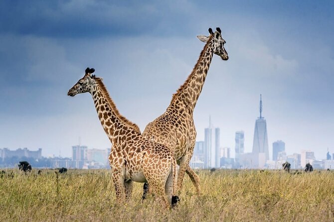 Private Tour to Nairobi National Park and the Karen Blixen Museum - Tour Highlights