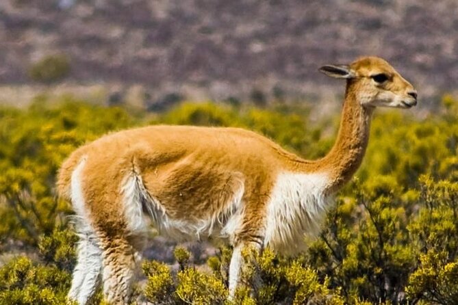 Private Tour to Rainbow Mountain With ATV - Meeting and Start Time