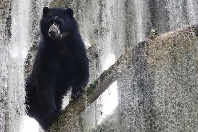 Private Tour Watching the Spectacled Bear - What to Bring