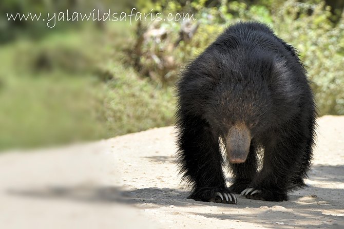Private Tour: YALA National Park From SHANGRI-LA, Hambanthota