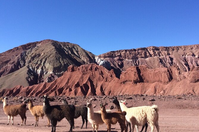 Private Tour:Rainbow Valley + Petroglyphs in San Pedro De Atacama - Booking Information