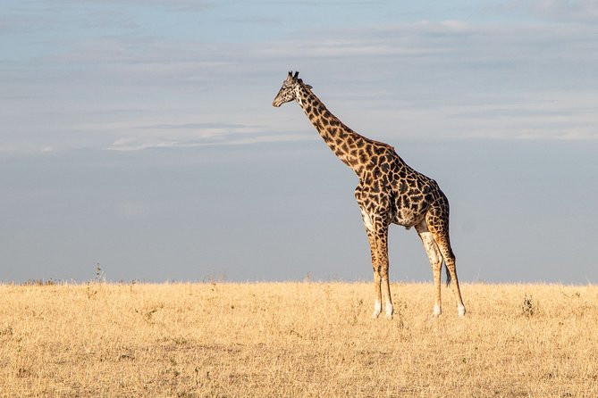 Private Transfer From Jomo Kenyatta Airport (Nbo) to Masai Mara - Overview of the Transfer