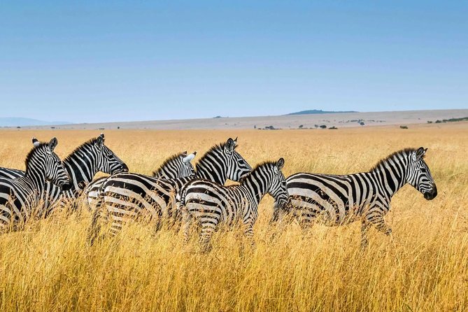 Private Transfer From Zanzibar (Znz) Airport to Kibweni - Transfer Details