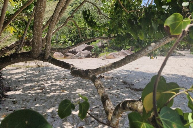 Private Vallee De Mai and Anse Lazio Tour