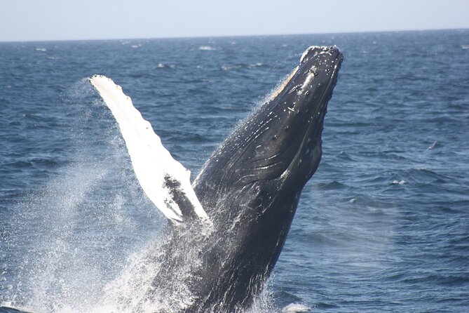 Private Whale Watching Tour at the Pearl Islands on Private Yacht - Tour Highlights