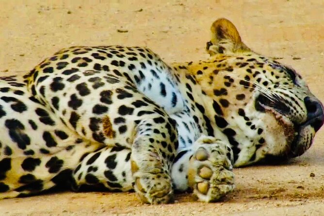 Private Yala National Park Leopard Safari From Galle - Tour Inclusions