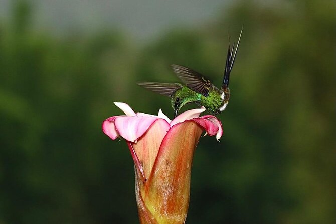 Professional Birdwatching Tour in Mindo (Toucans)