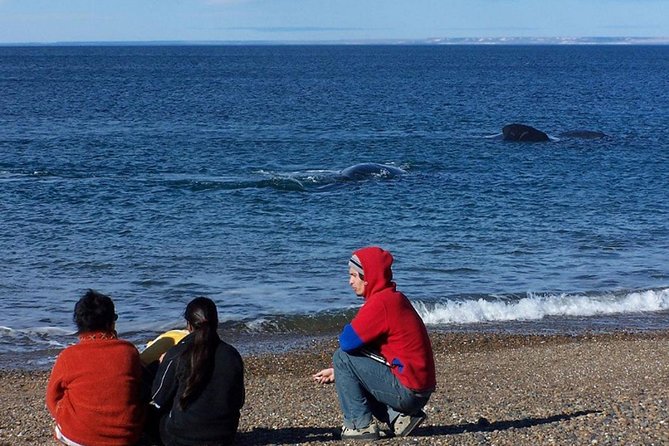 Puerto Madryn: Doradillo Beach Whale Watching Experience - Tour Overview
