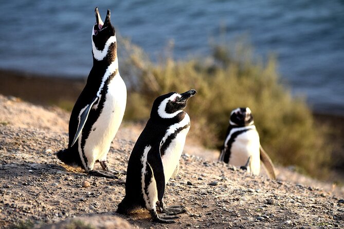 Puerto Madryn: Punta Tombo Full-Day Tour