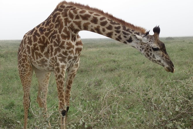 Pumba Tanzania Safari
