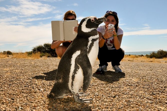 Punta Tombo and Its Penguins – Puerto Madryn