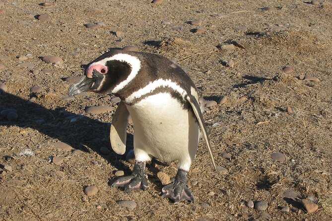 Punta Tombo Full Day Tour With Penguins - Itinerary Highlights