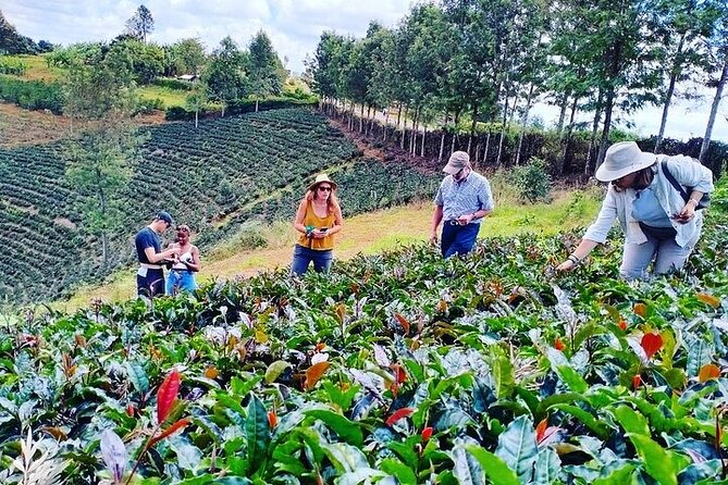 Purple Tea Farm Private Tour From Nairobi