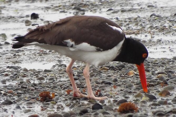 Quenuir / Maullin Bird Watching - Bird Species to Spot