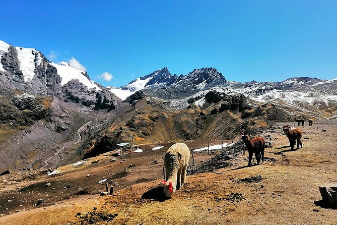 Rainbow Mountain Private Tour 1 Day, Departure From Cusco at 07:00 AM - Tour Inclusions
