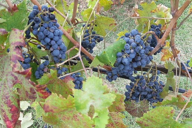 Ramble Through the Rolling Hills of Chianti With Lunch and 2 Wine Tastings - Tour Highlights