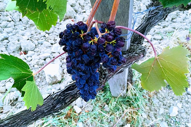 Ramble Through the Rolling Hills of Chianti With Lunch and 2 Wine Tastings - Location: Arezzo, Italy