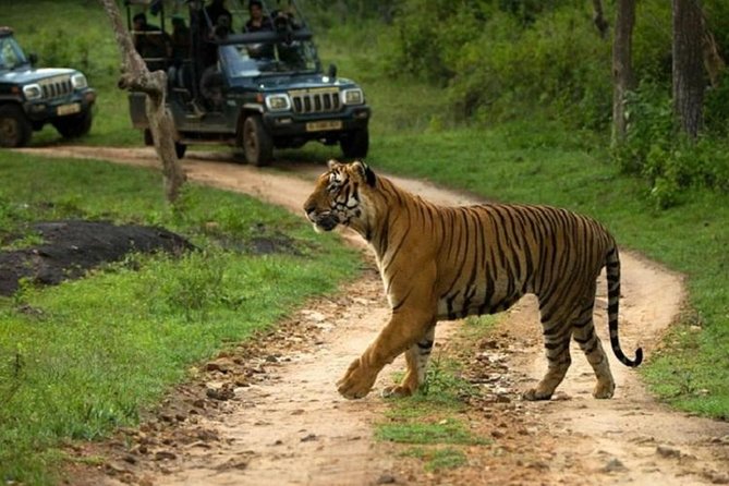Ranthambhore Tour With One Ride Of Jungle By Gypsy
