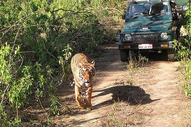 Ranthambore Full Day Safari With Private Car From Jaipur - Pickup Points and Start Time