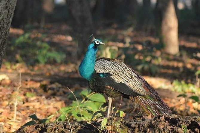 RANTHAMBORE NATIONAL PARK (3 Nights /4 Days) - Trip Highlights