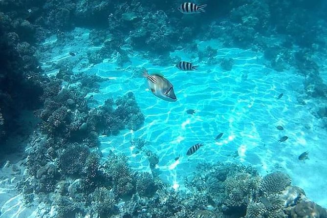 Ras Mohamed Boat Trip in Sharm El Sheikh