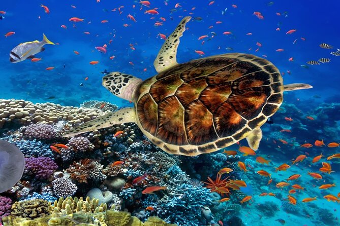 Ras Mohammed by Car One Day Tour From Dahab - Inclusions of the Tour Package
