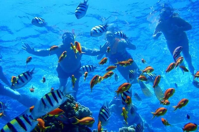 Ras Muhammad National Park: Snorkeling Tour With White Island
